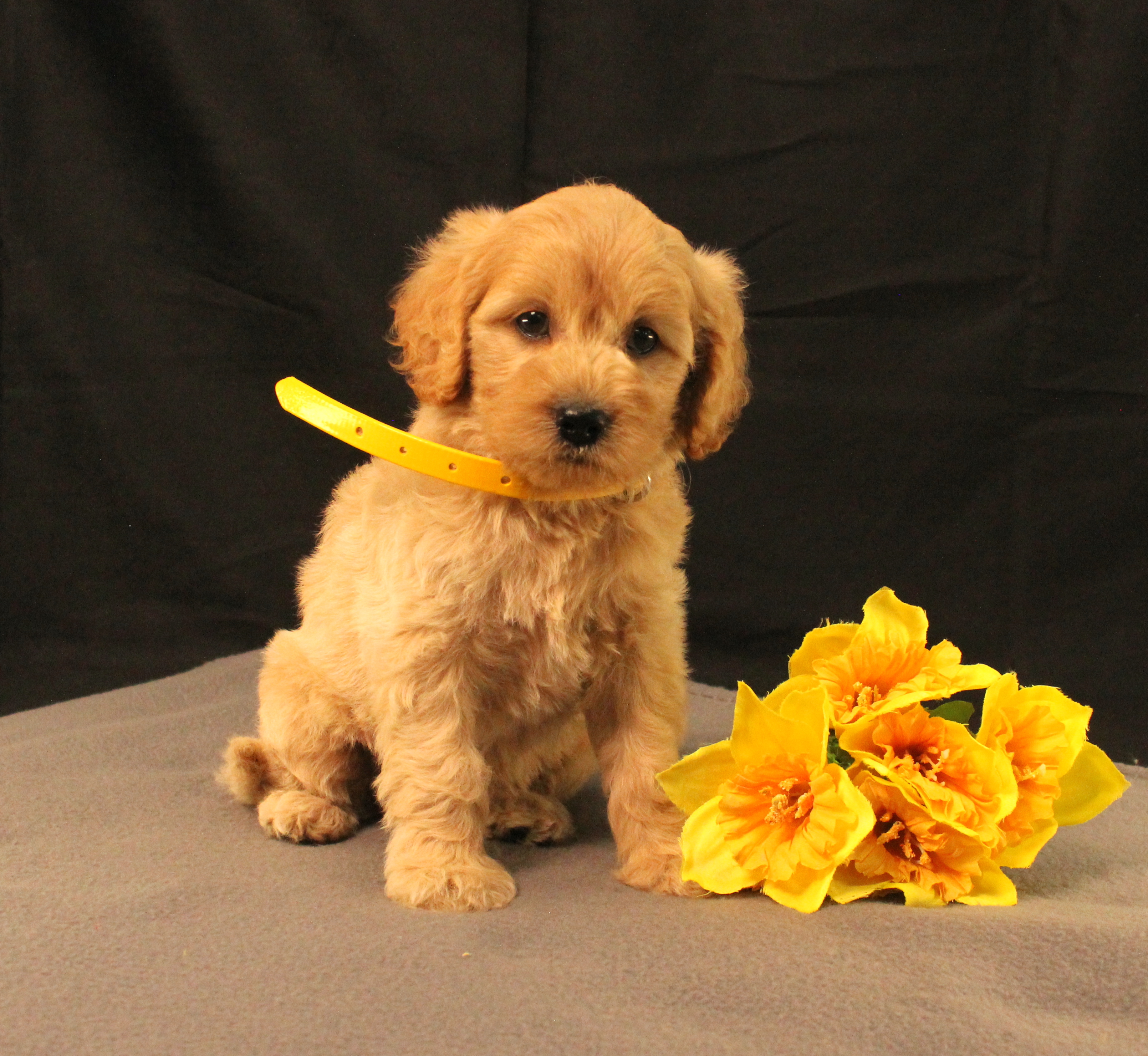 puppy, for, sale, Mini Goldencavadoodles, Ivan J. Stoltzfus, dog, breeder, Dornsife, PA, dog-breeder, puppy-for-sale, forsale, nearby, find, puppyfind, locator, puppylocator, aca